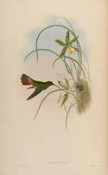 Glaucis Hirsutus